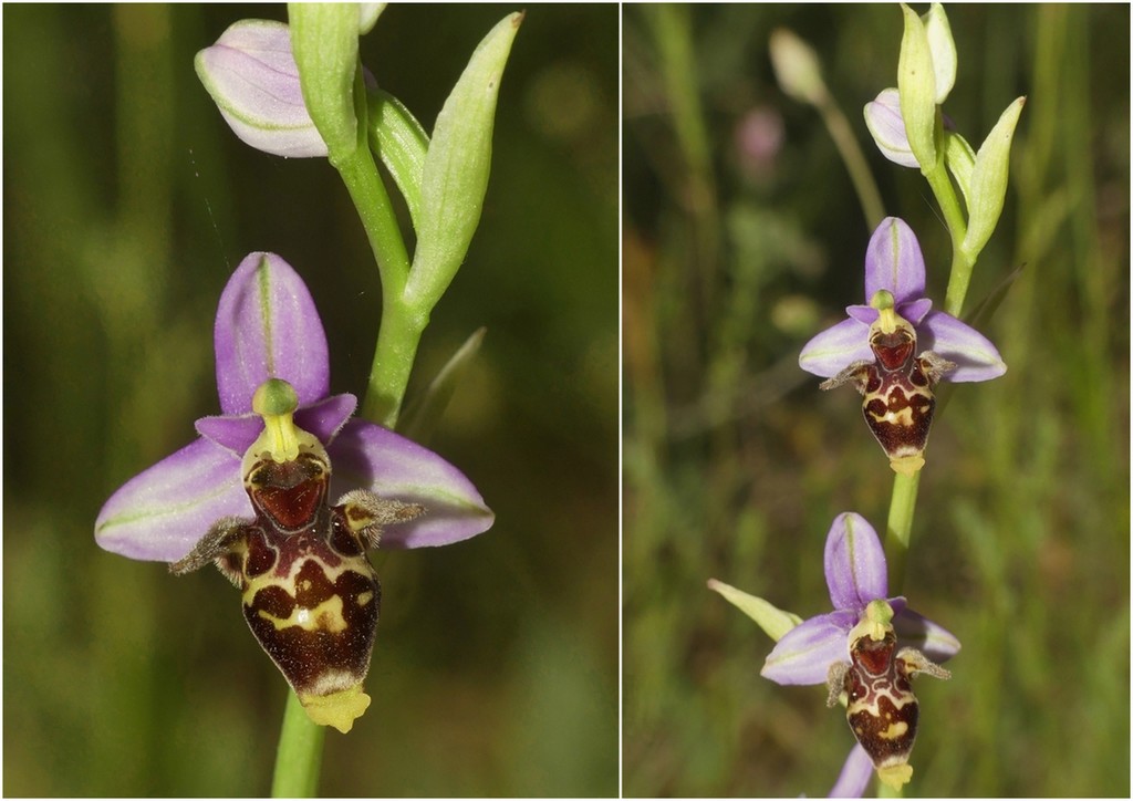 Ophrys tardive e altre orchidee in Epiro - Grecia settentrionale  22_30 maggio 2024.